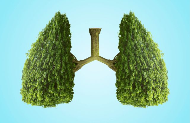 1696736268811089.jpeg 养肺1.jpeg