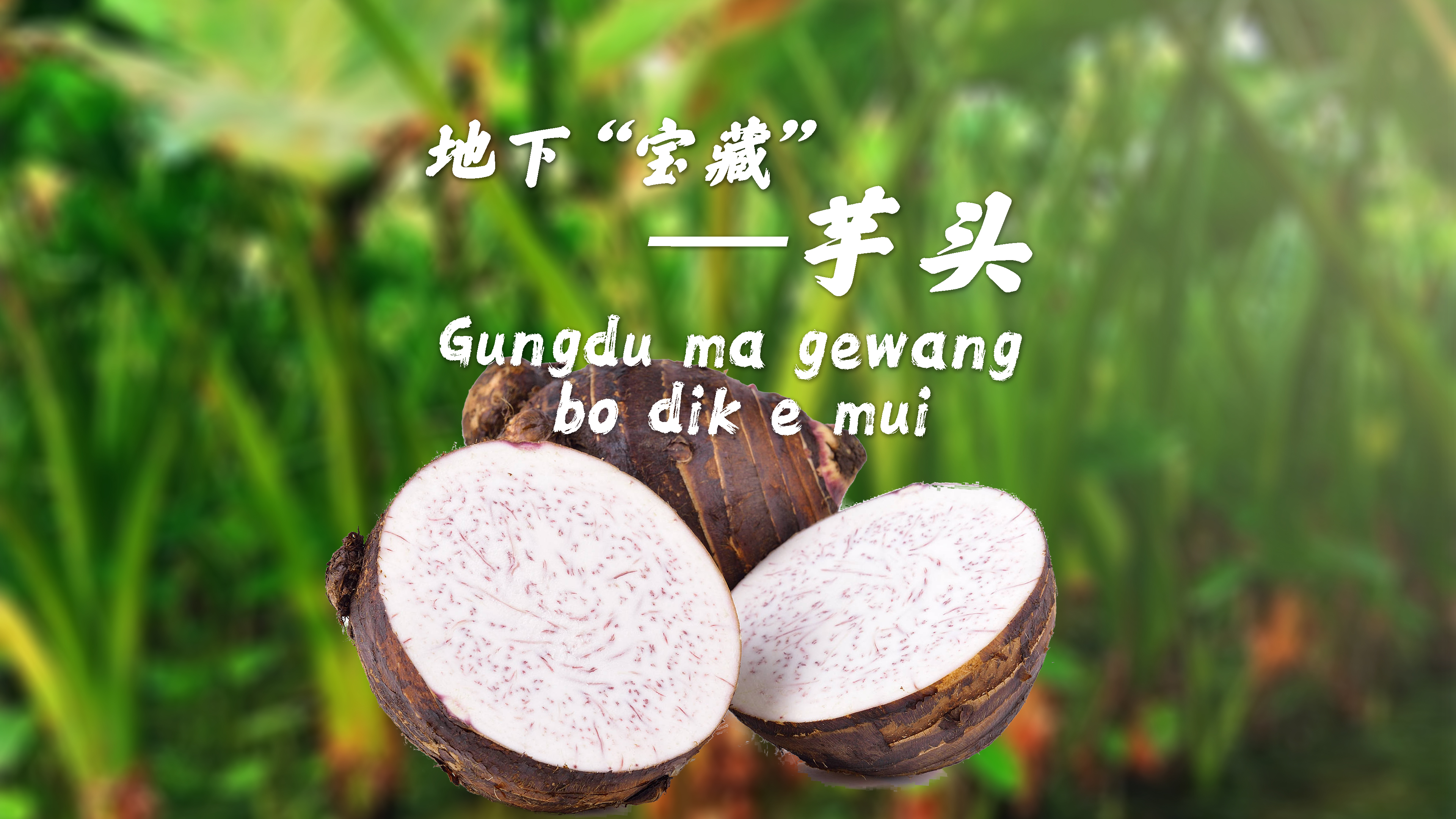 地下“宝藏”—芋头Gungdu ma gewang bo dik e mui