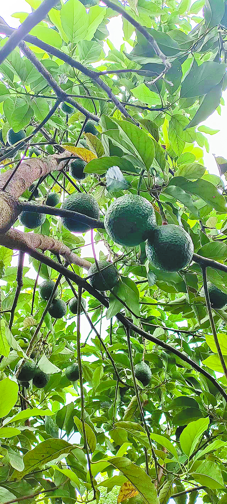 1707374385474508.jpg 牛油果.jpg