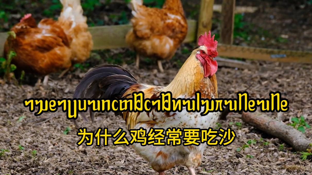 【傣语】科普 —— 为什么鸡经常要吃沙 