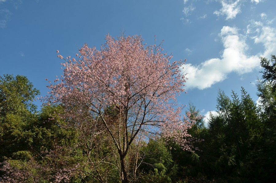 苹果.jpg