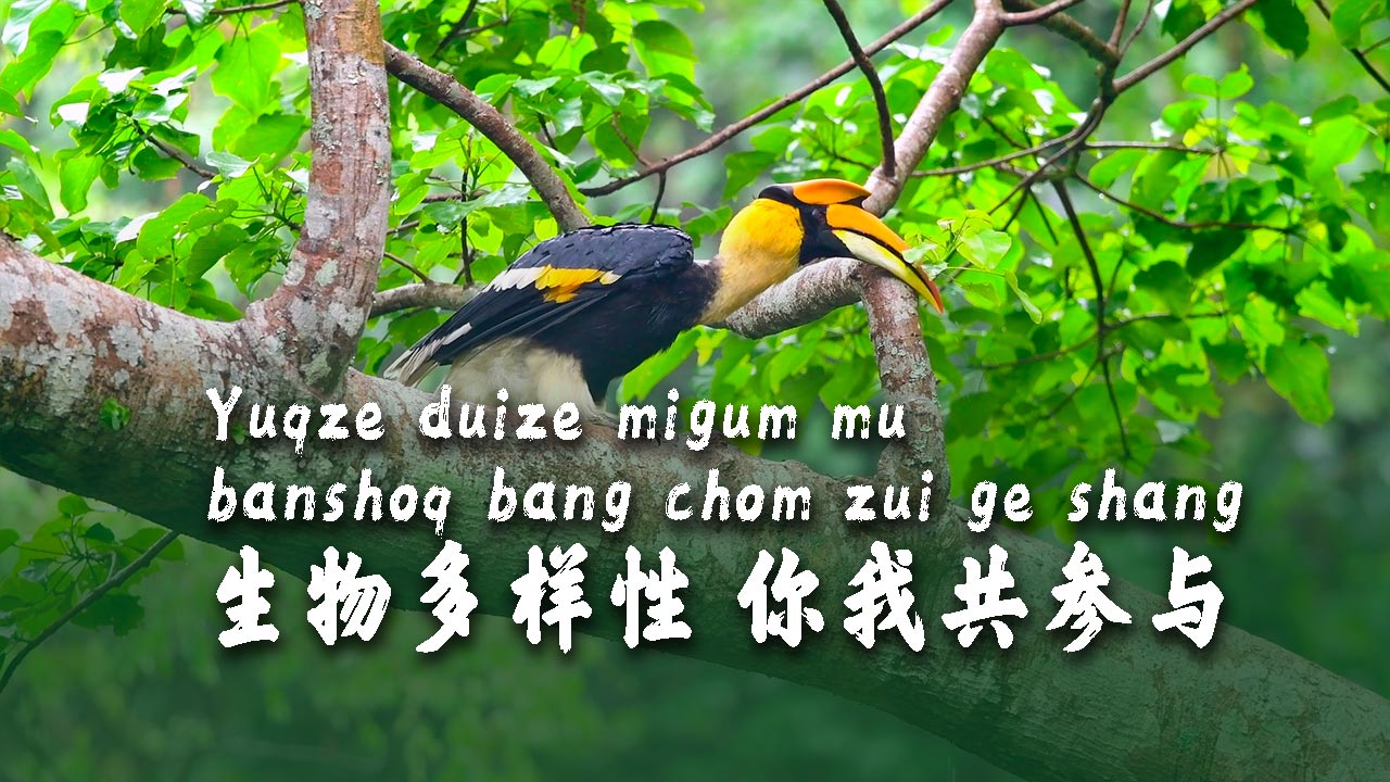 Yuqze duize migum mu banshoq bang chom zui ge shang生物多样性 你我共参与