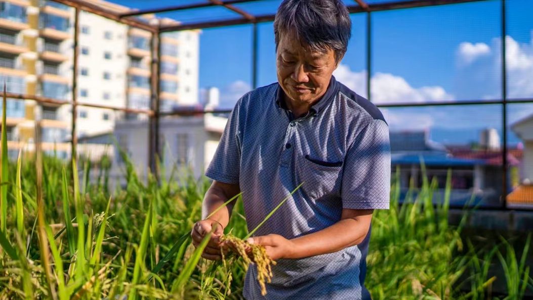 【劳模风采】董保柱：想在屋顶选育出世界上最好吃的软米