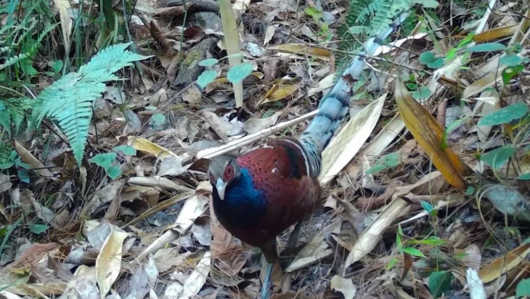 国家一级重点保护野生动物黑颈长尾雉现身梁河