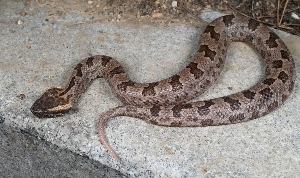 云南发现一蛇类新种