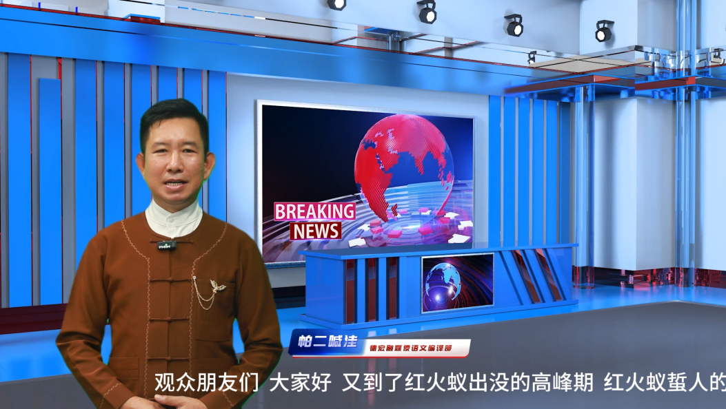 【傣语】红火蚁有什么危害 如何防治