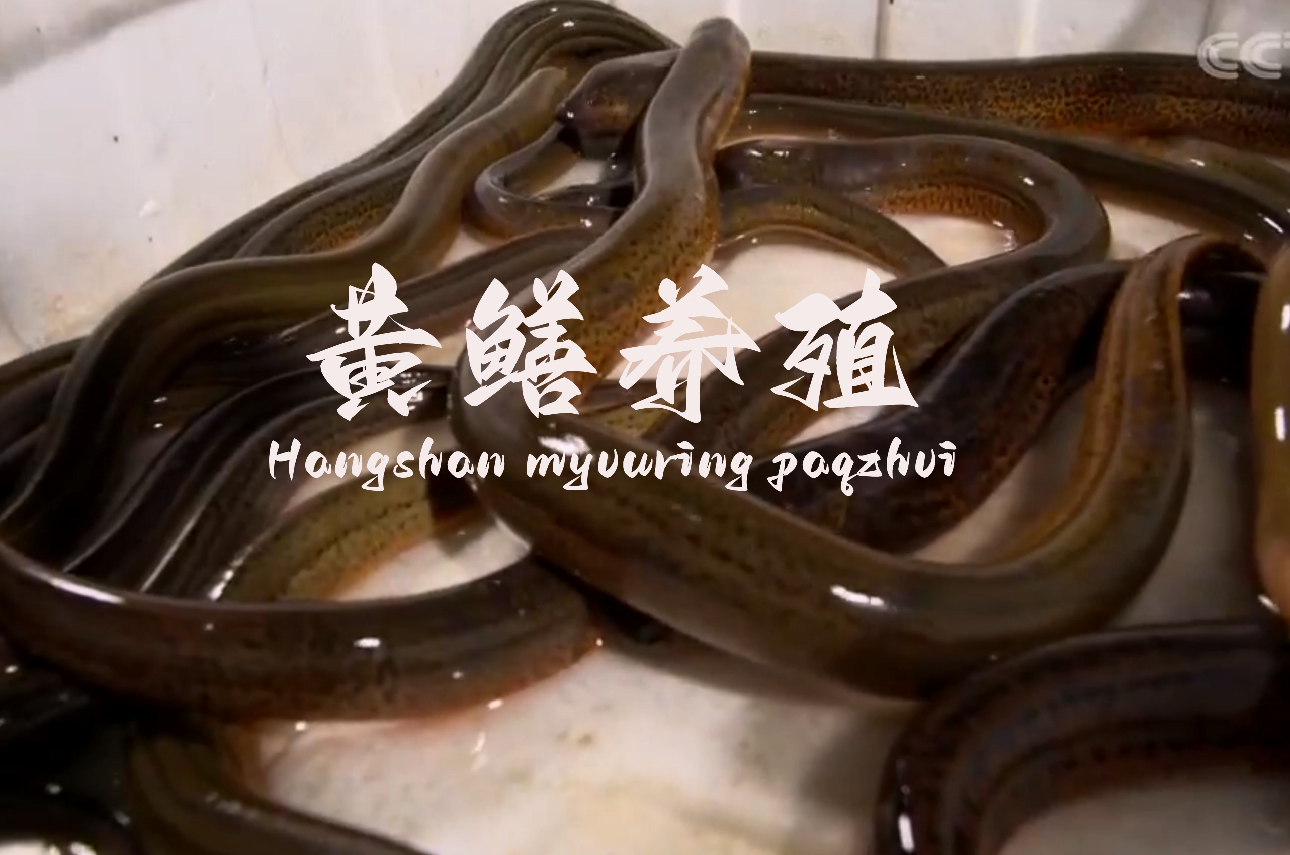 黄鳝养殖技术Hangshan myvuring paqzhvi! 