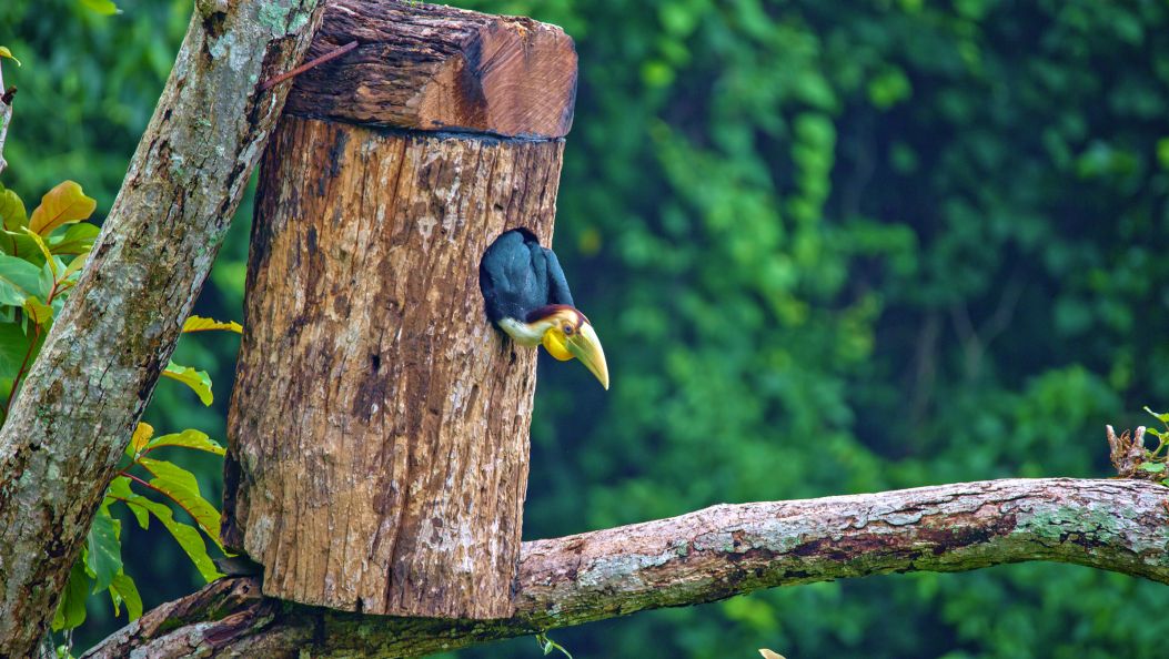 中国首次！犀鸟人工招引巢箱野外成功繁殖犀鸟