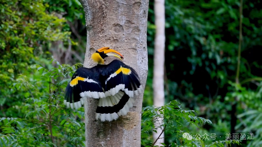 【媒体看盈江】“中国犀鸟谷”再次亮相央媒！