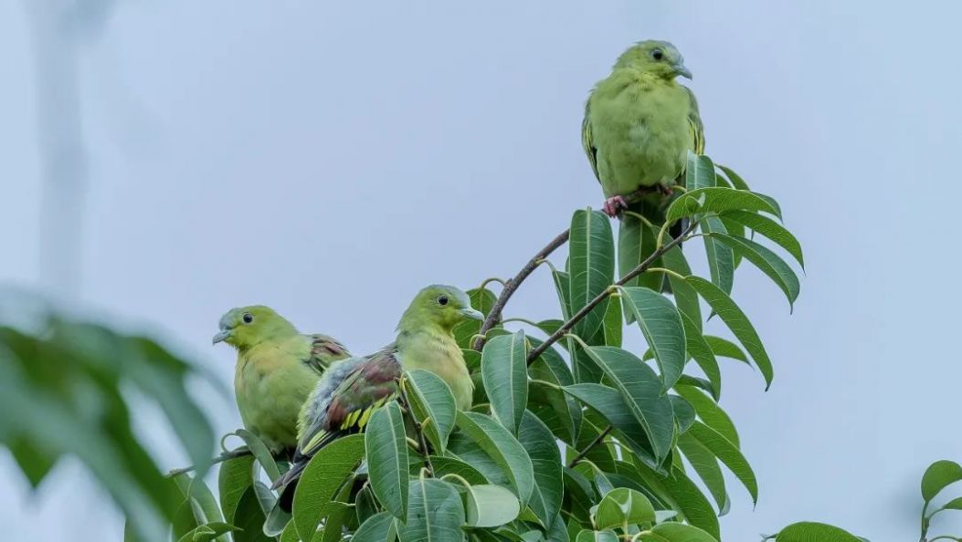 生态云南 | 德宏拍到罕见灰头绿鸠影像