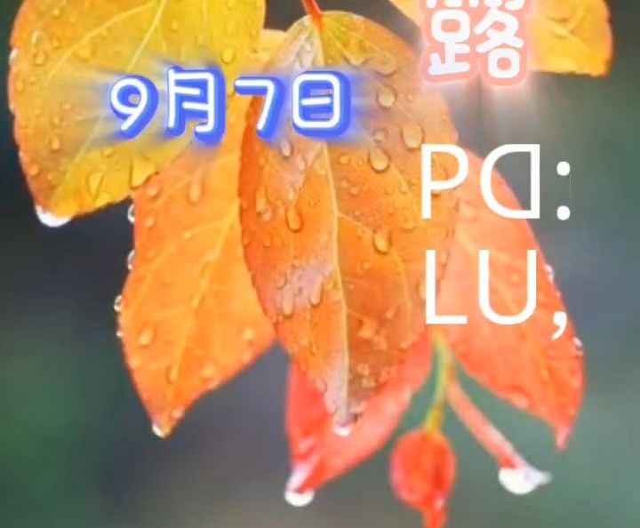 白露 ( li-su )
