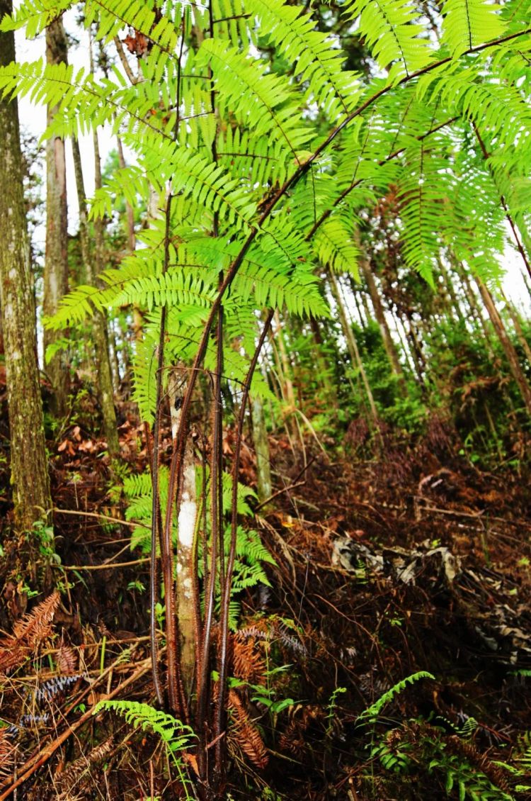 刷新分布海拔上限!龙陵海拔1571米处发现毛叶黑桫椤