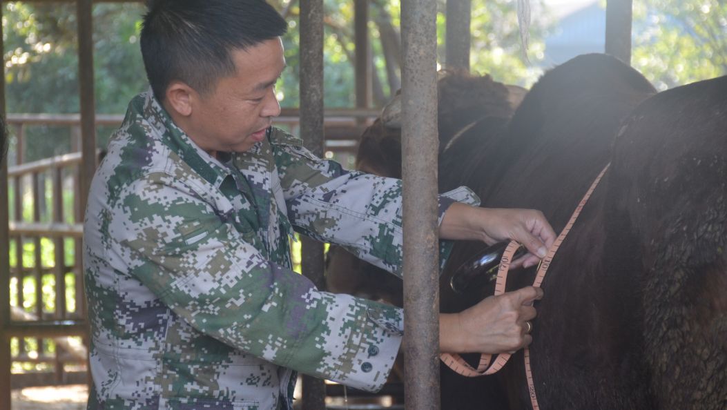 【智汇德宏 英才兴边】尹以昌：为乡村振兴贡献“牛”力量