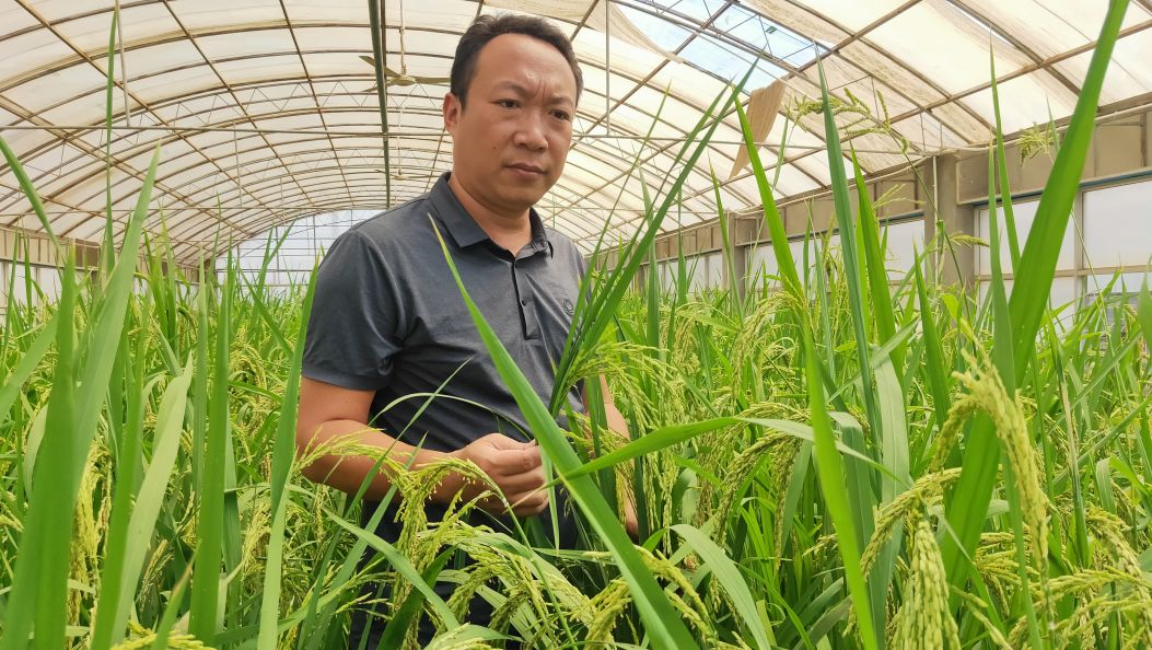 【智汇德宏 英才兴边】陈志雄：科技之笔绘稻香