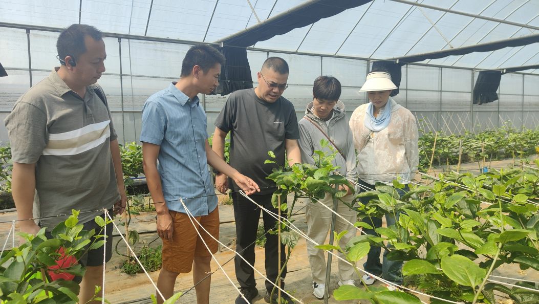 智汇德宏 英才兴边 | 科研赋能，西番莲变成致富“金果果”——记丁铭专家基层科研工作站
