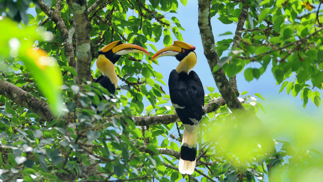 飞鸟翔集致富路！《人民日报》点赞云南盈江