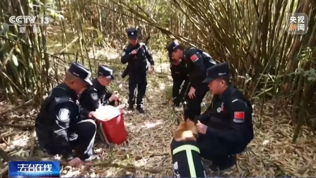 丛林中的守关人！央视聚焦→