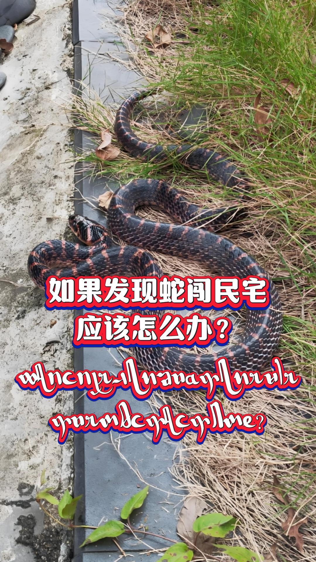 【傣语】科普知识 如果发现蛇闯民宅， 应该怎么办？