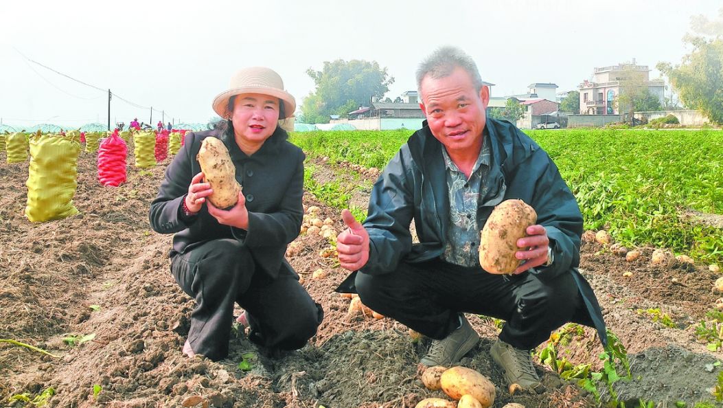 “云薯”花开大盈江 冬季洋芋收获忙（傈僳文）