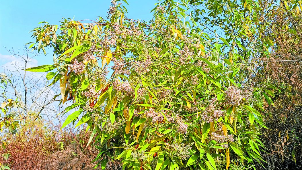 染饭花开富乡民（傈僳文）