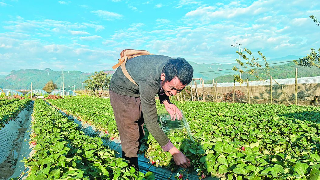 盏西镇：小草莓映红致富路（傈僳文）