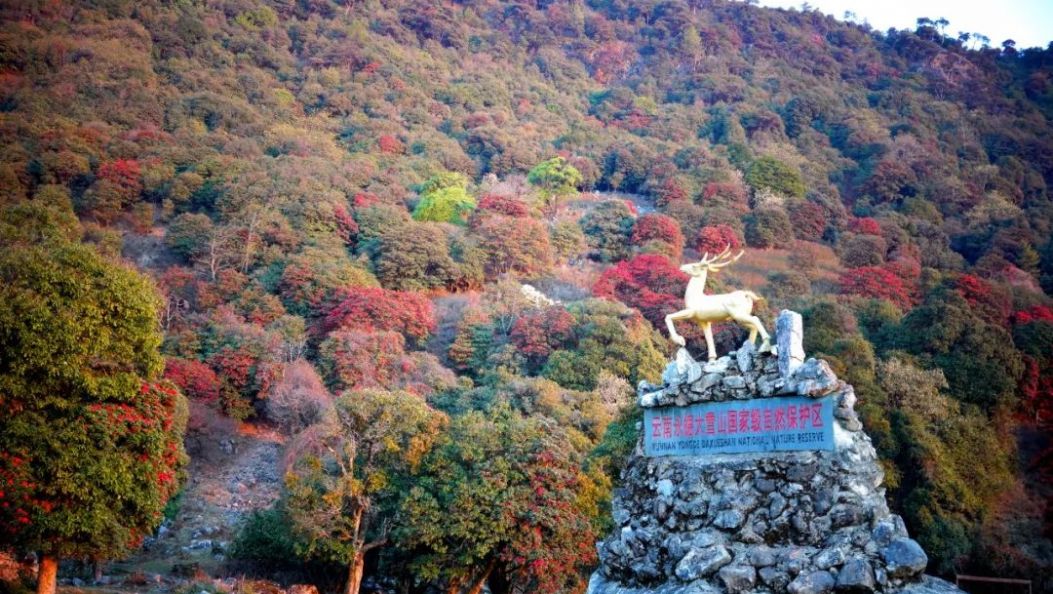  【图文】山山的杜鹃花开了，你，要来看看吗？