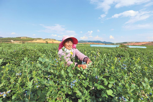 加快发展高原特色农业——习近平总书记在云南考察时的重要讲话引发全省干部群众热烈反响