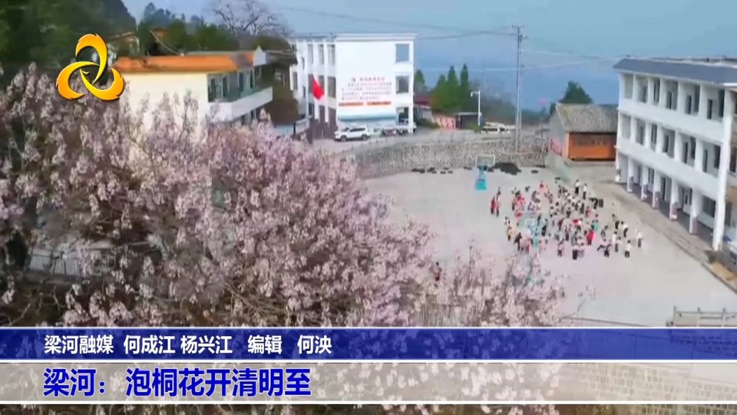 梁河：泡桐花开清明至