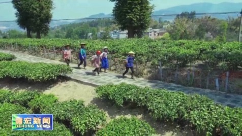 景-德宏新闻25-0409