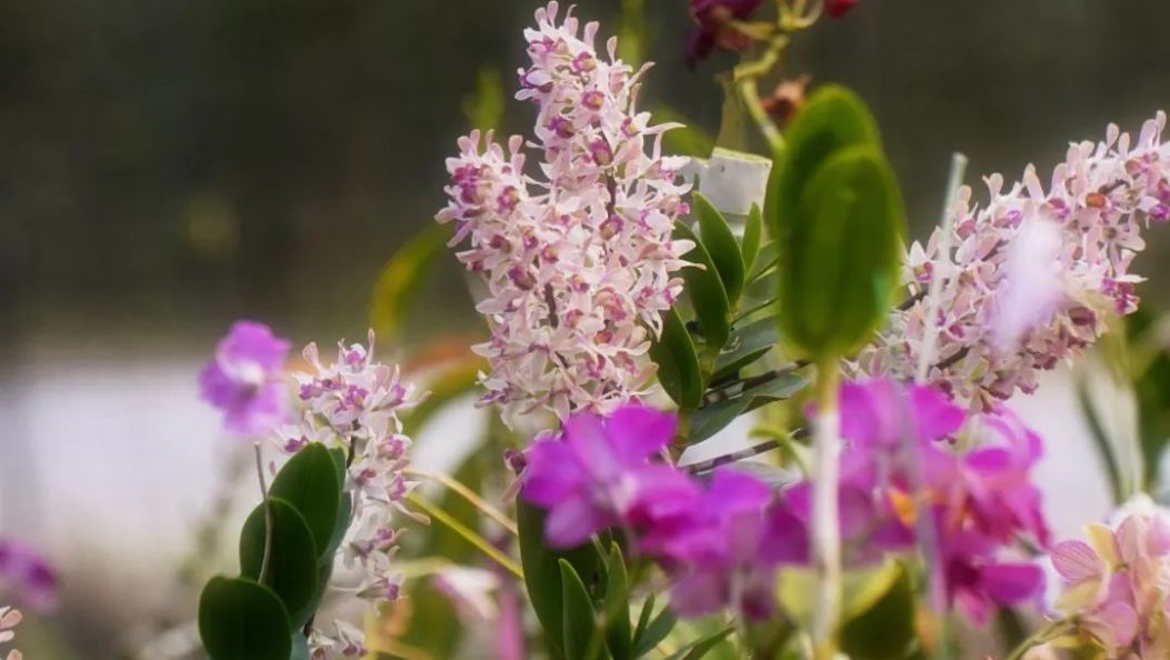 德宏新青年 | 卢正玖：30+，正是闯的年纪