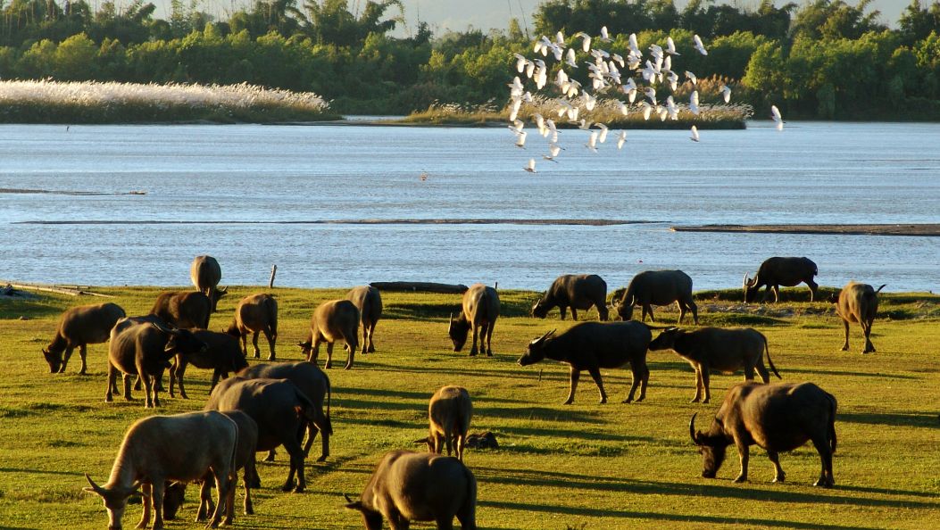 美丽河湖入画来系列报道之执“河湖长制”实干之笔 绘“幸福河湖”美丽画卷——德宏州全面推行河湖长制工作纪实