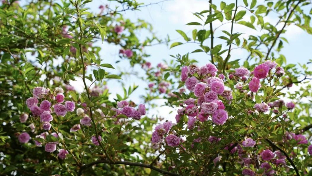 户撒蔷薇花开！滴~公主们请打卡