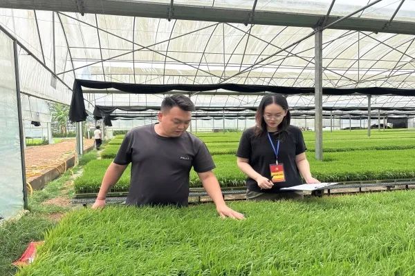 芒市：遮放四月“稻”路忙