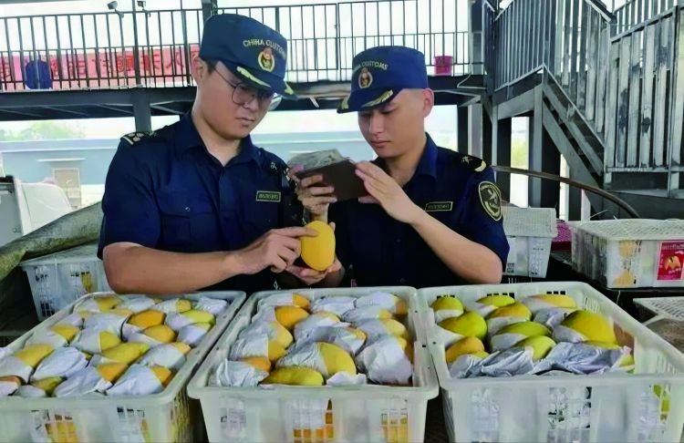 မြန်မာနိုင်ငံမှ စိန်တစ်လုံးသရက်သီးများကို ချောမွေ့စွာတင်သွင်းနိုင်ရန် တရုတ်အကောက်ခွန်က တွန်းအားပေးကူညီ