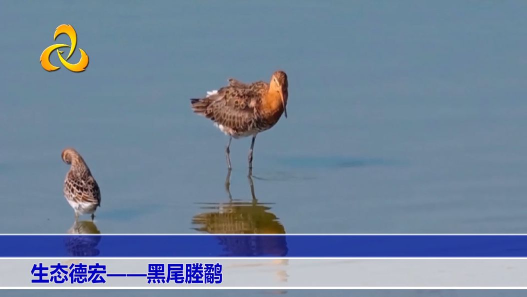 生态德宏——黑尾塍鹬