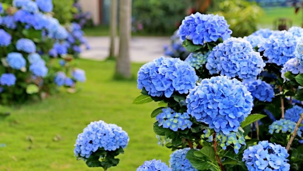 蓝天织锦，绣球绽梦，盈江夏日有一片莫奈花园