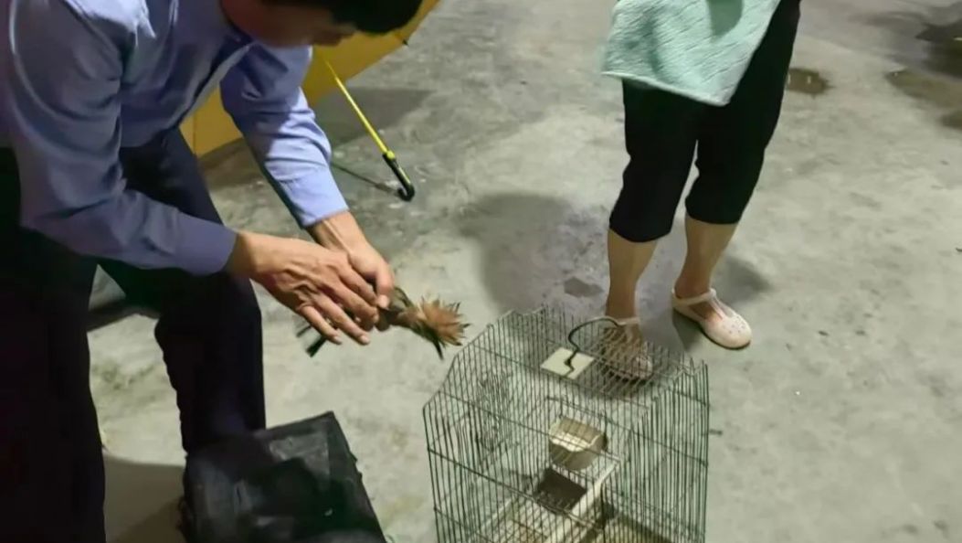 梁河公安环食药侦大队积极开展雨季动物救助，为“流浪”小生命撑起“保护伞”！