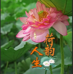 傣语：盛夏的风，最让人心动的就是荷花的那一抹清凉，约上三两好友，一起来感受荷花的这一缕清香吧！