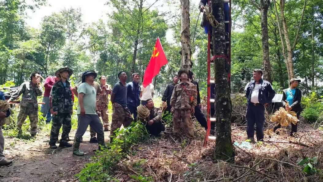 【实干德宏】党建引领生态路 石斛铺就富民图——盈江县卡场镇探索立体种植新路径