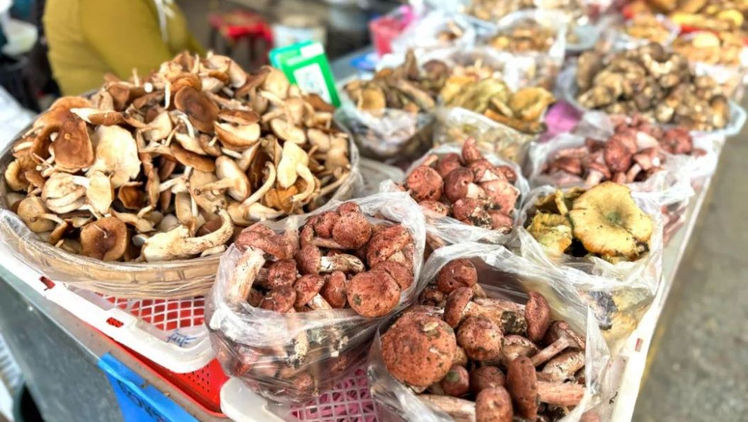丽江迎来“食菌季”，尝鲜需谨慎→