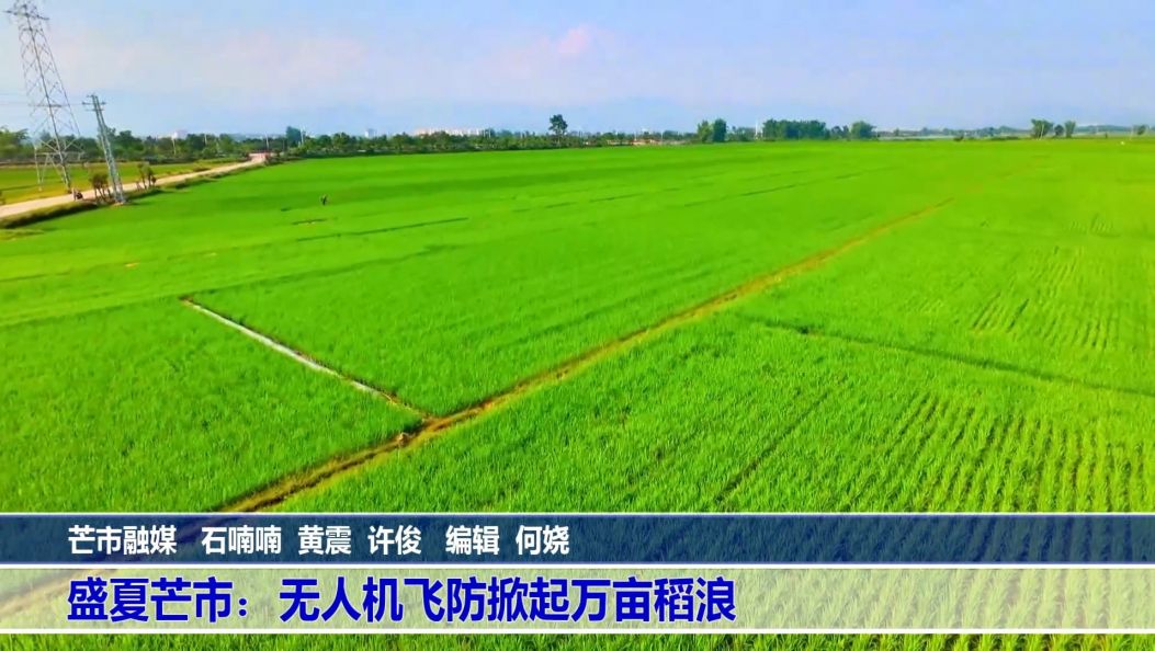 （傣语）盛夏芒市：无人机飞防掀起万亩稻浪
