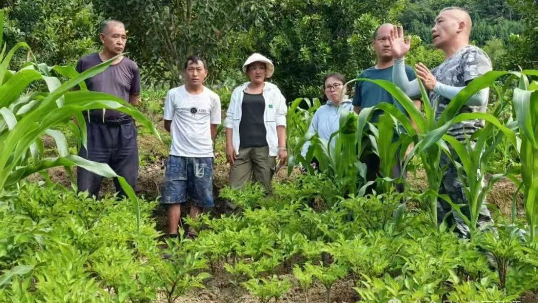 盏西：坚果林下“掘金” 魔芋生出“金疙瘩”