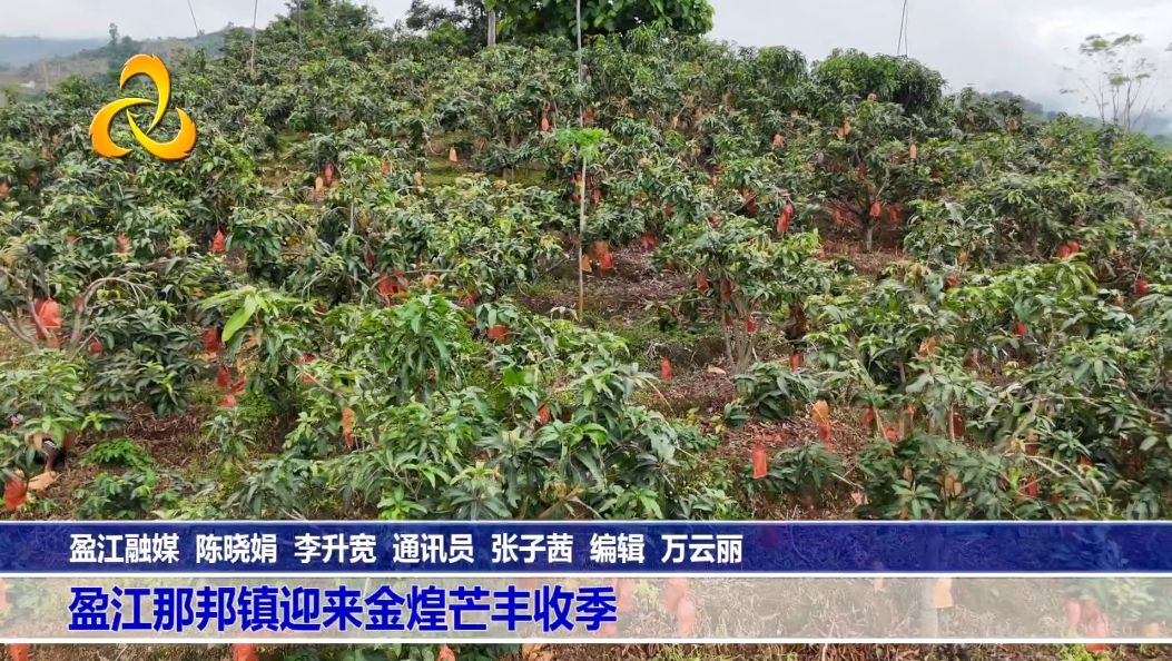 盈江那邦镇迎来金煌芒丰收季