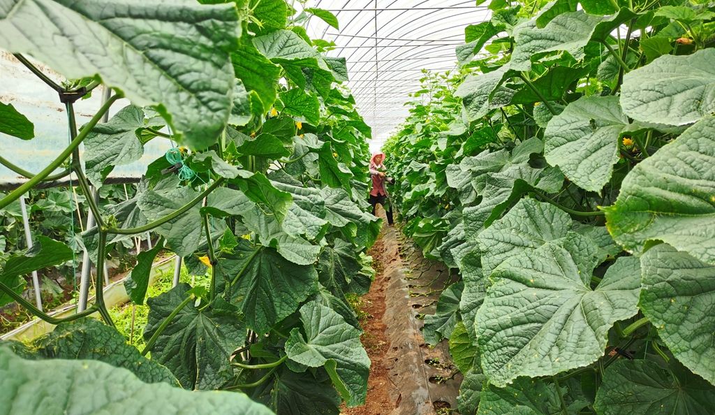 宣威：标准化种植结硕果