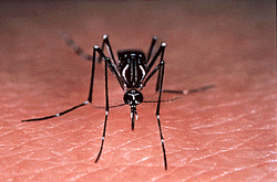 无疫苗无特效药！防蚊是抵御登革热和基孔肯雅热的唯一盾牌