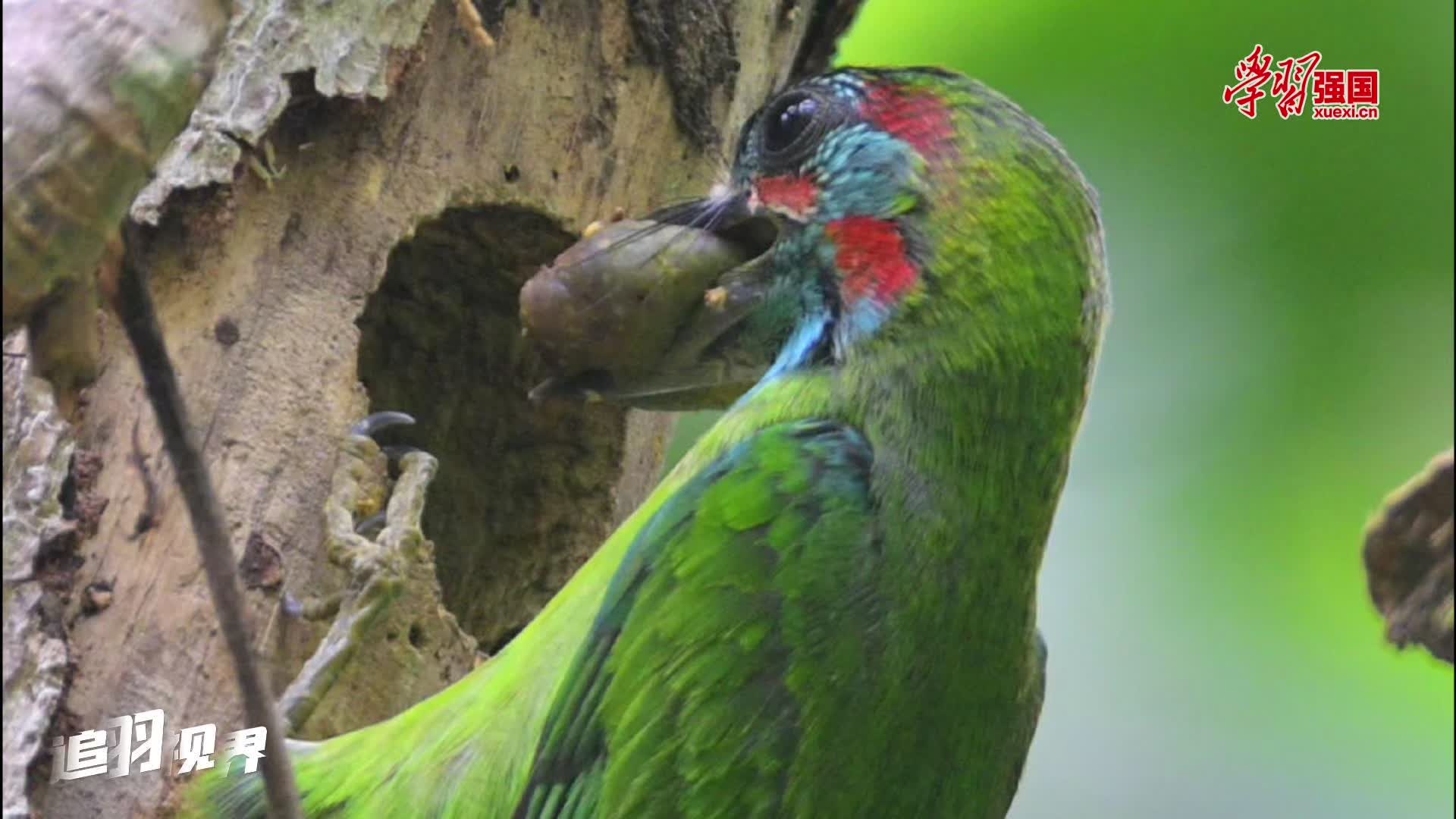 追羽视界丨 蓝耳拟啄木鸟