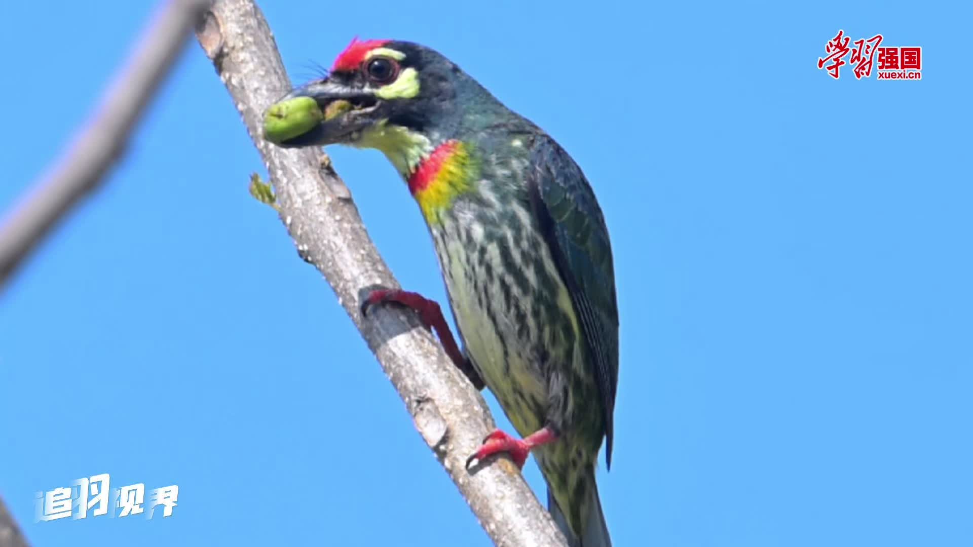 追羽视界丨 赤胸拟啄木鸟