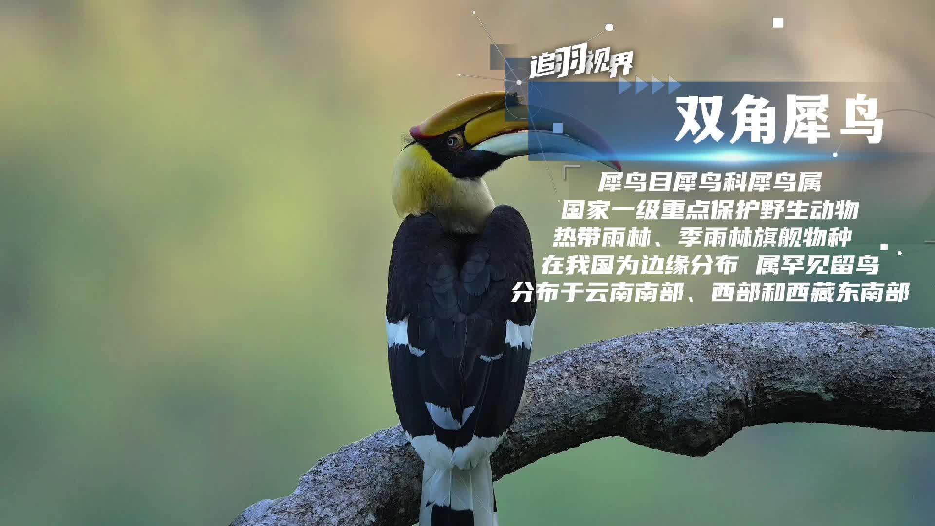 追羽视界丨 双角犀鸟