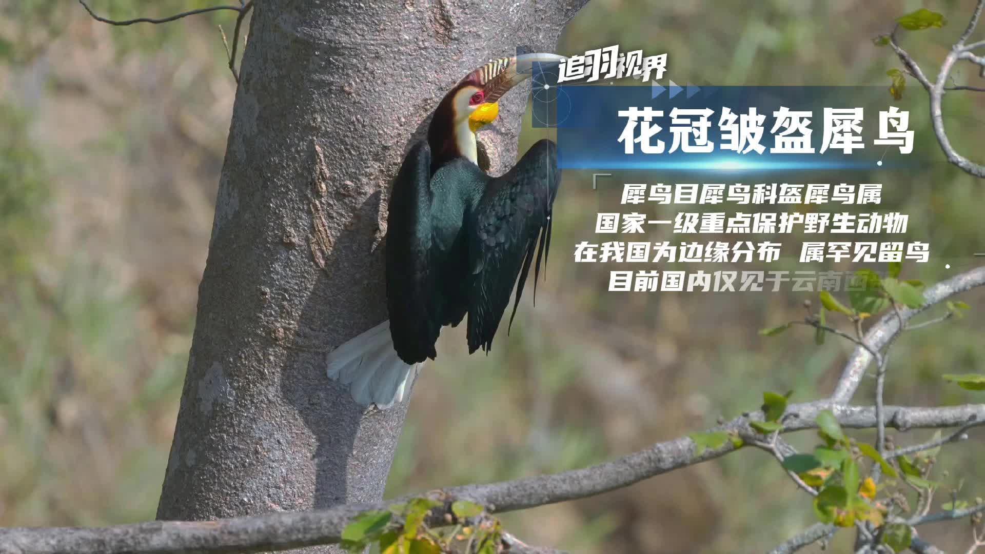 追羽视界丨 花冠皱盔犀鸟