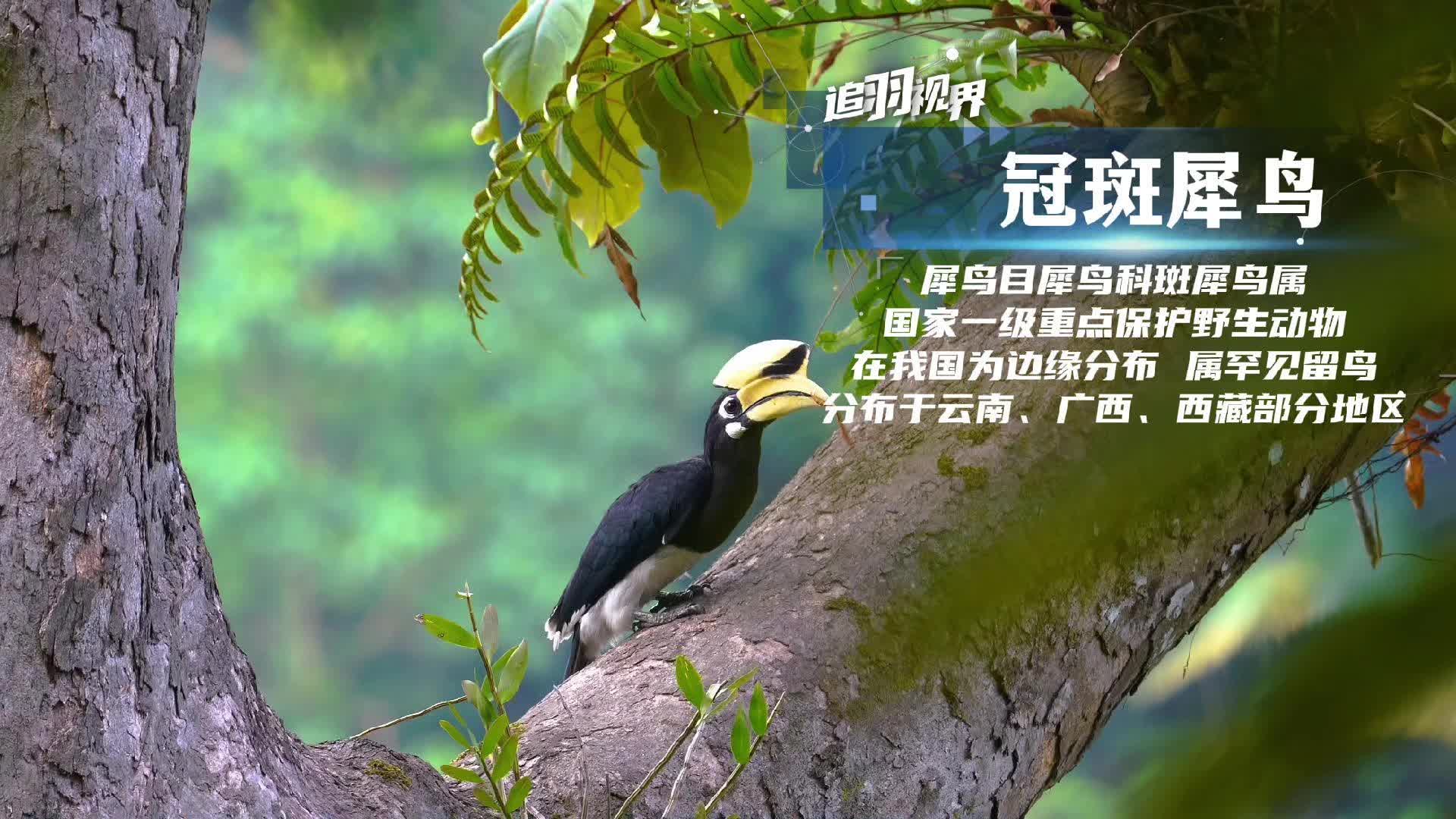 追羽视界丨 冠斑犀鸟